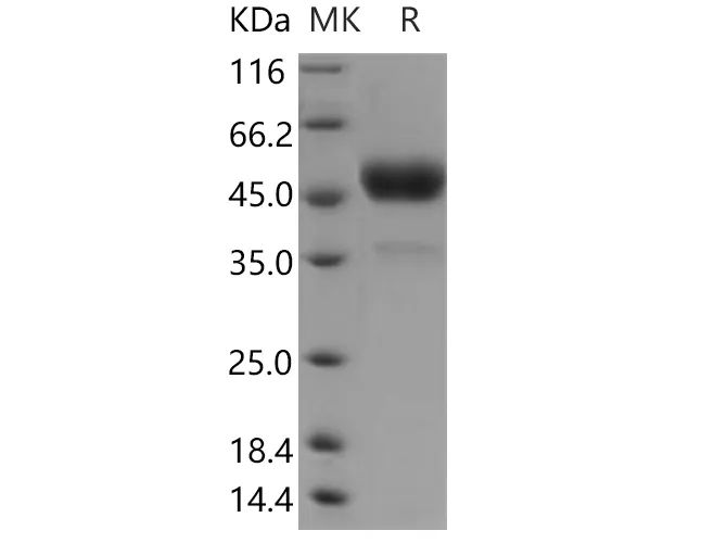 Recombinant Human Tetherin/BST2 Protein (Fc Tag) - image 1