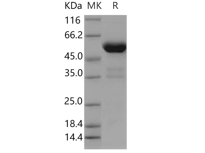 Recombinant Human PPIase/FKBP7 Protein (Fc Tag) - image 1