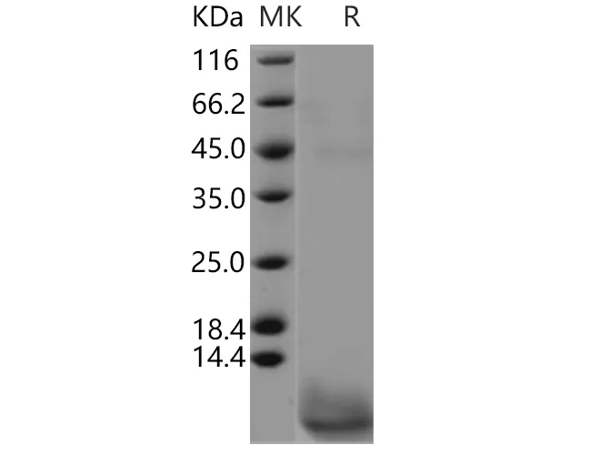 Recombinant Human CART/CARTPT Protein - image 1