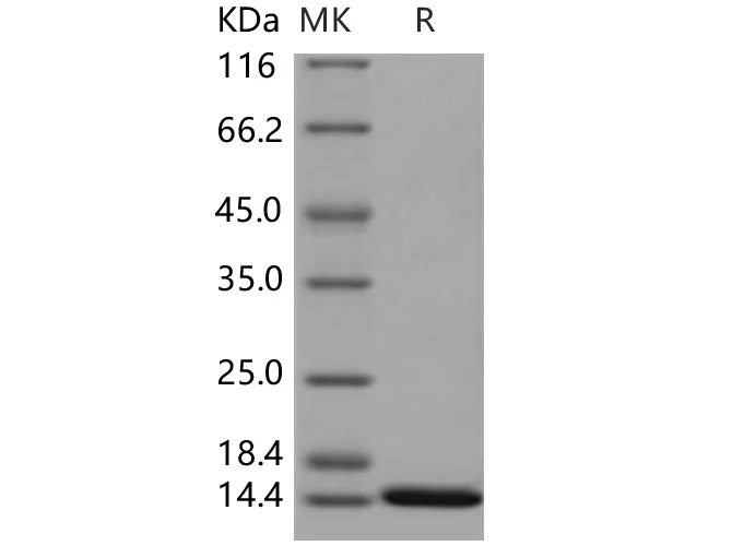 Recombinant Human ISG15/G1P2 Protein (mature form) - image 1