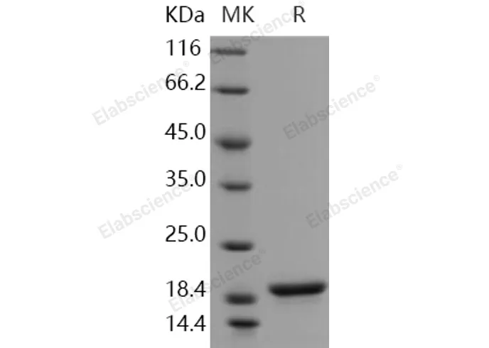 Recombinant Human Alpha-Synuclein/SNCA Protein - image 1