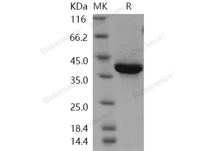 Recombinant Human Neuregulin-1/NRG1-β1 Protein (EGF Domain, Fc Tag) - image 1