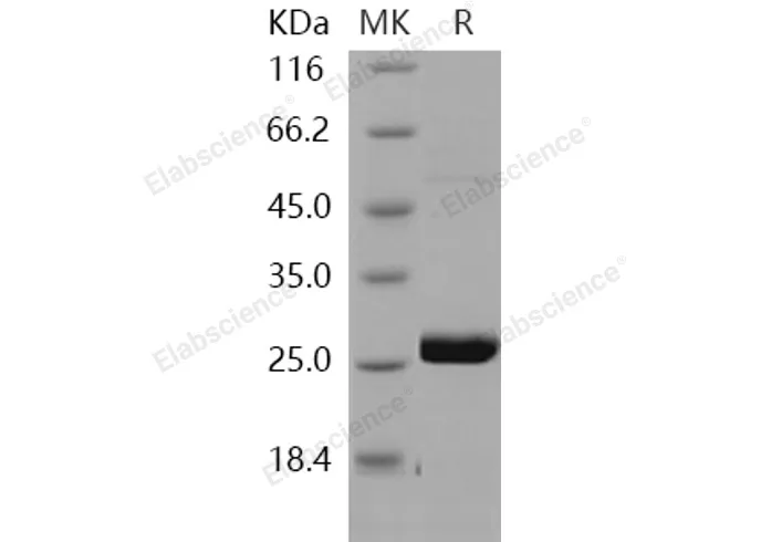 Recombinant Human METTL11A Protein - image 1