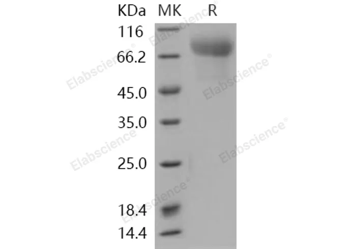 Recombinant Human SynCam/CADM1 Protein (His Tag) - image 1