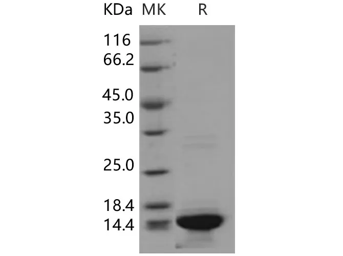 Recombinant Human HIST3H2A/Histone H2A Protein - image 1