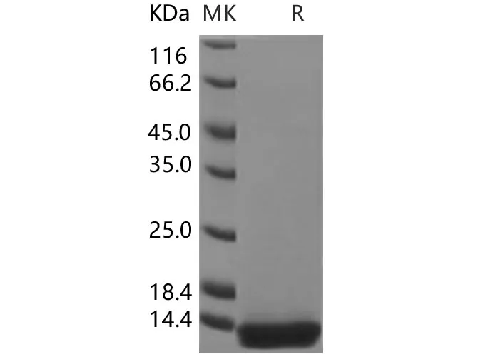 Recombinant Human Histone H4/HIST2H4A Protein - image 1