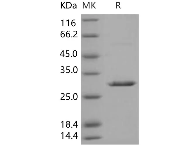 Recombinant Human 14-3-3 beta/YWHAB Protein - image 1