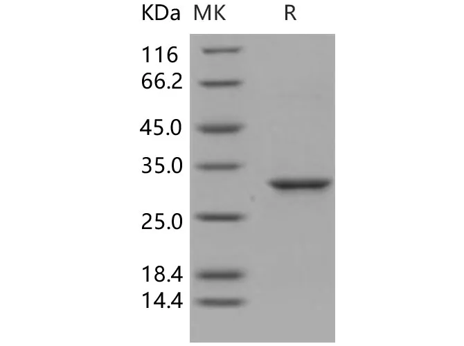 Recombinant Human 14-3-3 epsilon/YWHAE Protein - image 1