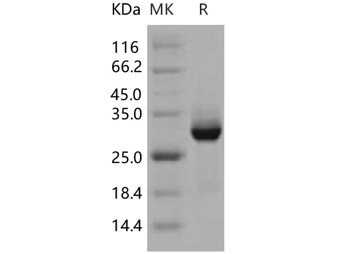 Recombinant Human AKT3 Protein (GST Tag) - image 1