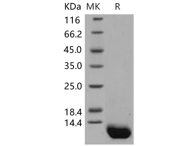 Recombinant Human Complement C5a Protein - image 1