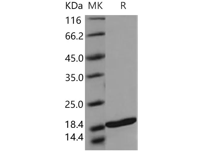 Recombinant Human TRAIL Protein - image 1