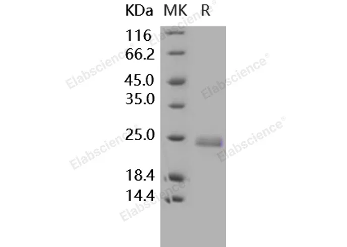 Recombinant Human TNFSF14/LIGHT Protein (His Tag) - image 1