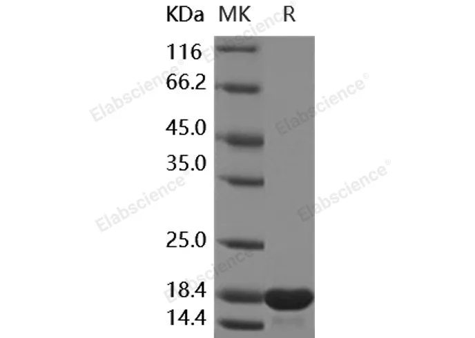 Recombinant Human MMP12/MMP-12/HME Protein (catalytic domain) - image 1