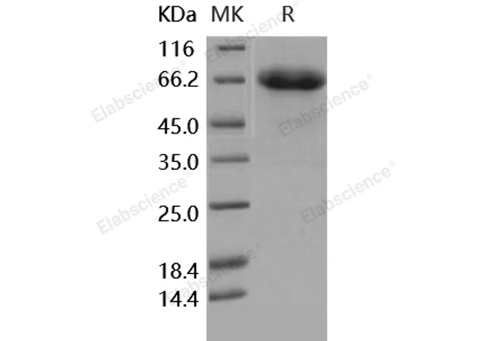 Recombinant Human EphB4/HTK Protein - image 1