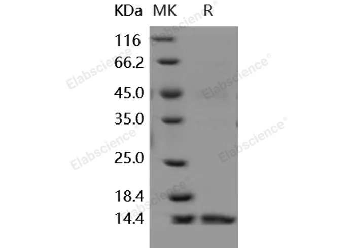 Recombinant Human Dectin-1/CLEC7A Protein - image 1