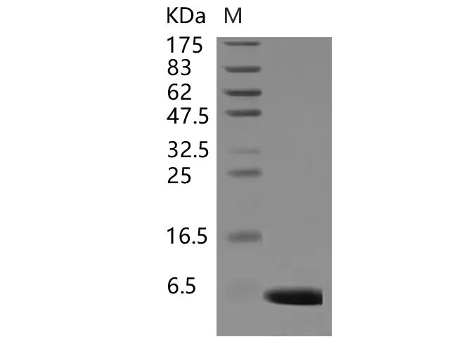 Recombinant Human S100A1 Protein - image 1