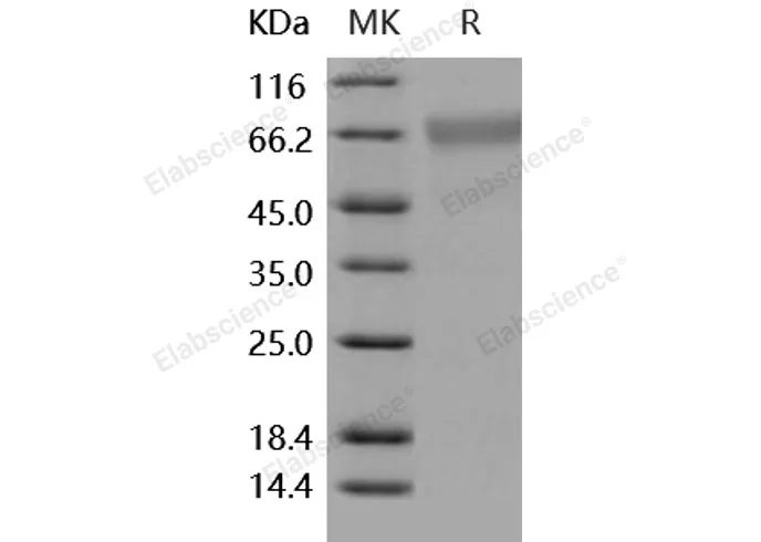 Recombinant Human BACE1/ASP2 Protein - image 1