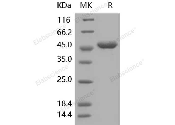 Recombinant Human G-CSF/CSF3 Protein (Fc Tag) - image 1