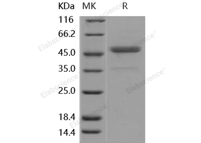 Recombinant Human CD112/Nectin-2 Protein - image 1