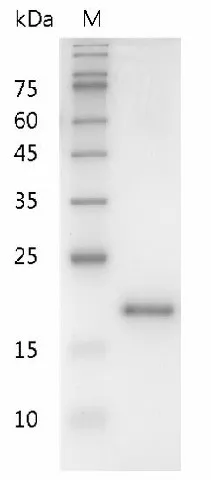 Recombinant Human IL-10/Interleukin-10 Protein - image 1
