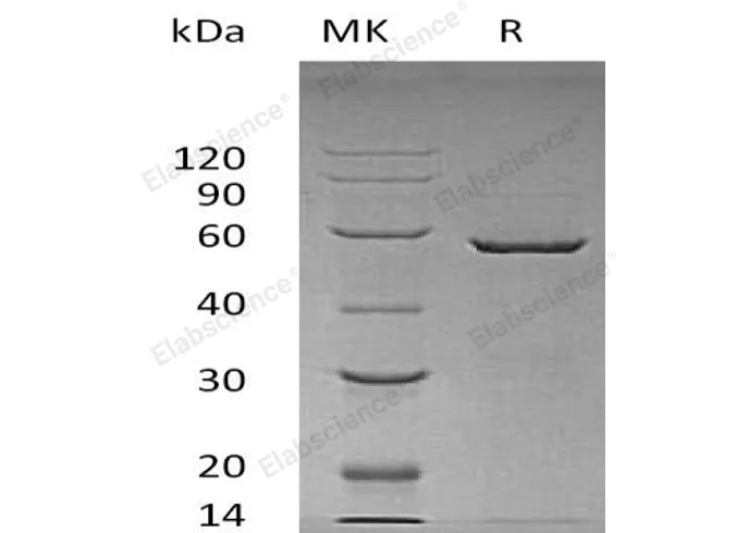 Recombinant Human 14-3-3 epsilon/YWHAE Protein (GST Tag) - image 1
