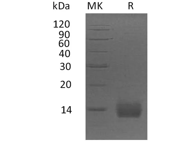 Recombinant Human Apolipoprotein A2/ApoA2 Protein (His Tag) - image 1