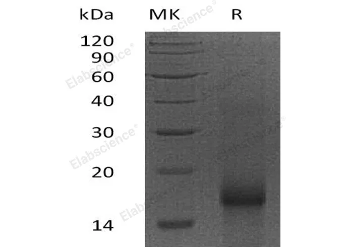 Recombinant Human Survivin/BIRC5 Protein - image 1