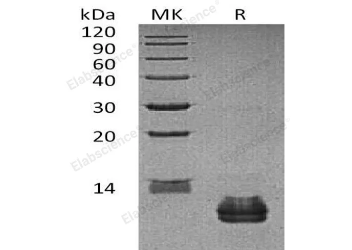 Recombinant Human CCL27 Protein - image 1