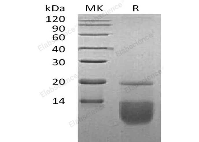 Recombinant Human CCL3 Protein - image 1