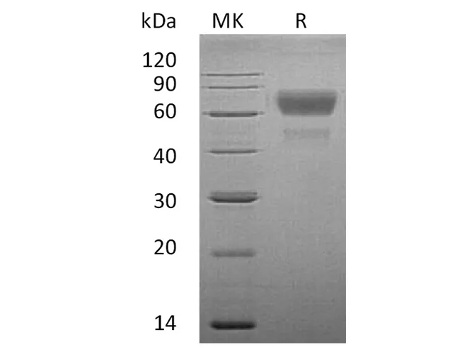 Recombinant Human CD28/TP44 Protein (Fc Tag) - image 1