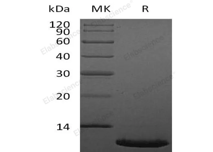 Recombinant Human CXCL12/SDF-1 Protein (aa22-89) - image 1