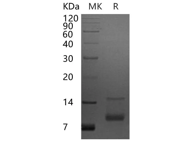 Recombinant Human CXCL7/NAP-2 Protein - image 1