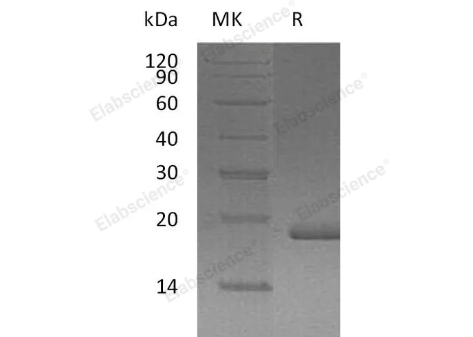 Recombinant Human FGF-10/FGF10 Protein - image 1