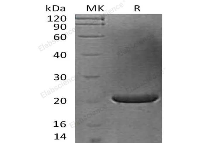 Recombinant Human FGF-17 Protein - image 1