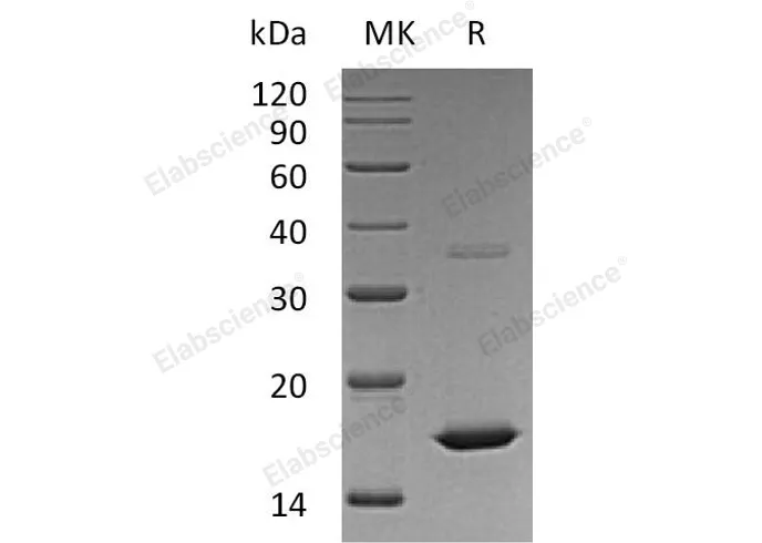 Recombinant Human FGF-2/FGFb Protein - image 1