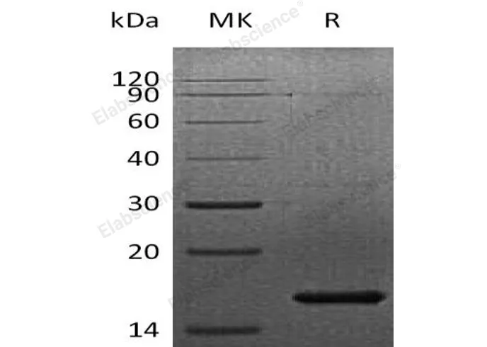 Recombinant Human FGF-7/KGF Protein - image 1