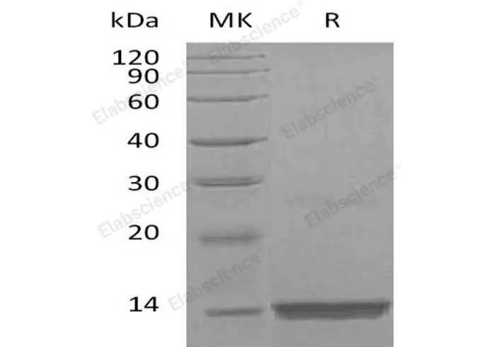 Recombinant Human FGF-9/FGF9 Protein - image 1