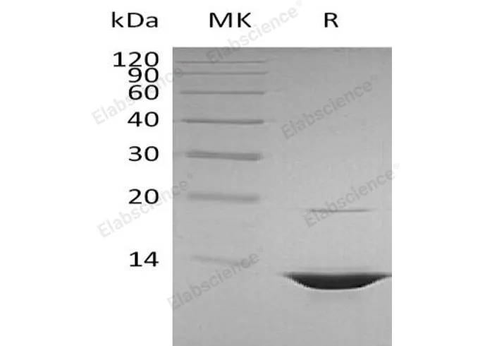 Recombinant Human HMGB1 Protein - image 1