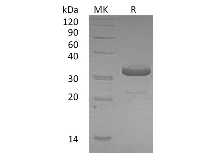 Recombinant Human IgG1 Fc Protein - image 1