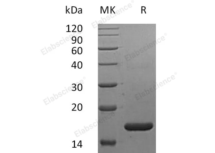Recombinant Human IFNα2b/IFNA2 Protein (Arg46Lys) - image 1