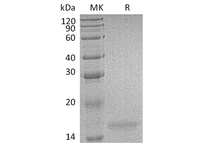 Recombinant Human Interleukin-17F/IL-17F Protein - image 1