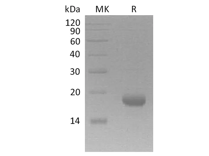 Recombinant Human Interleukin-17F/IL-17F Protein - image 1