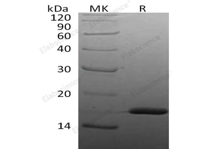 Recombinant Human IL-1 beta/IL1B Protein - image 1