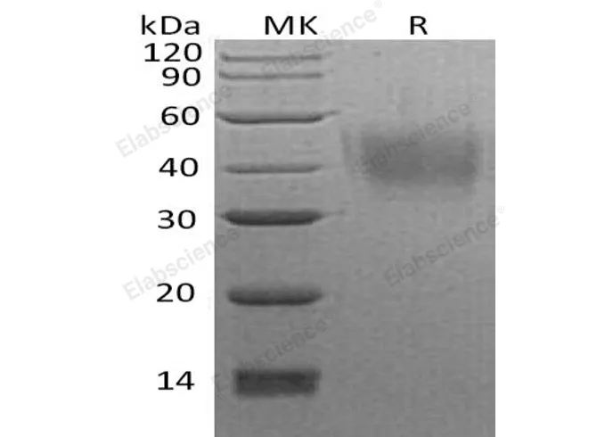 Recombinant Human Neuroplastin/NPTN Protein (His Tag) - image 1