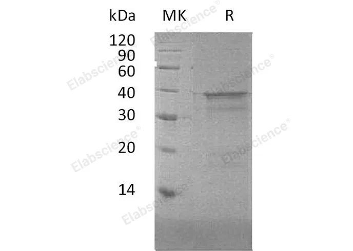 Recombinant Human NFYA Protein - image 1