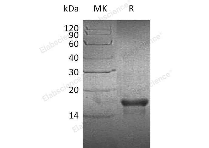 Recombinant Human PDGF-AA Protein - image 1