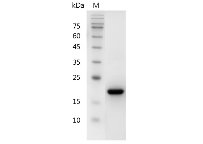 Recombinant Human SCF/c-Kit Ligand Protein - image 1
