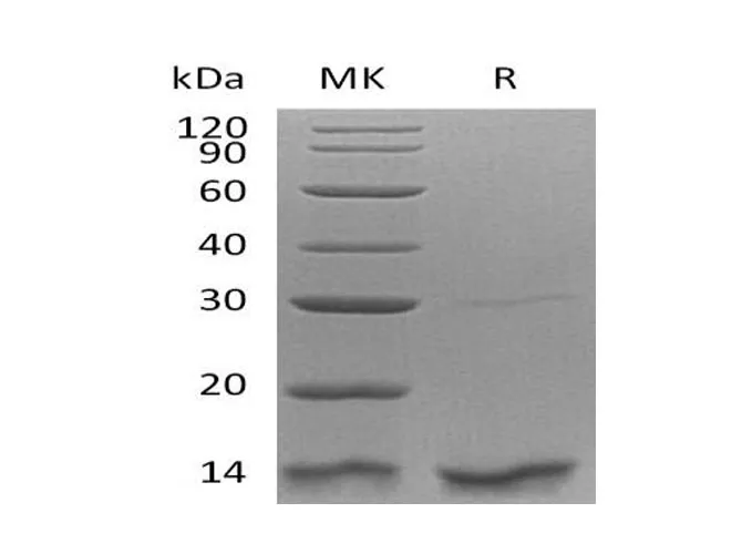 Recombinant Human Thioredoxin-2/TXN2 Protein - image 1
