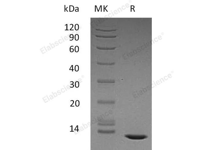 Recombinant Human TGFB2 Protein - image 1