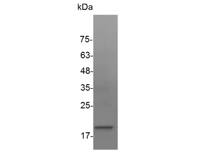 Recombinant Human VEGF-A/VEGF121 Protein - image 1